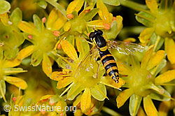 Foto: Gewöhnliche Langbauchschwebfliege (Sphaerophoria scripta) auf Bewimpertem Steinbrech (Saxifraga aizoides)
