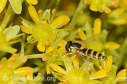 C235059: Gewöhnliche Langbauchschwebfliege (Sphaerophoria scripta) auf Bewimpertem Steinbrech (Saxifraga aizoides)