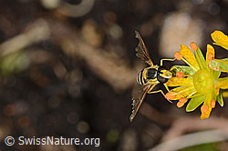 C235062: Gewöhnliche Langbauchschwebfliege (Sphaerophoria scripta) auf Bewimpertem Steinbrech (Saxifraga aizoides)