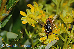 Foto: Rote Wespe (Vespula rufa) auf Bewimpertem Steinbrech (Saxifraga aizoides)