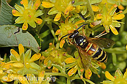 Foto: Rote Wespe (Vespula rufa) auf Bewimpertem Steinbrech (Saxifraga aizoides)
