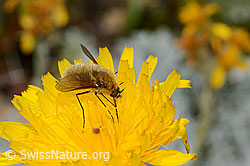 Foto: Grauer Wollschweber (Bombylius cinerascens) auf Blume