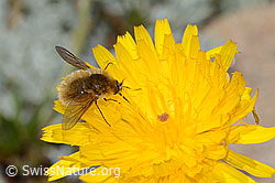 Foto: Grauer Wollschweber (Bombylius cinerascens) auf Blume