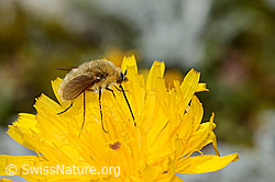 Foto: Grauer Wollschweber (Bombylius cinerascens) auf Blume