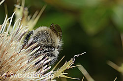 Berghummel (Bombus mesomelas) auf Alpen-Kratzdistel (Cirsium spinosissimum) (C235164) Berghummel (Bombus mesomelas) auf Alpen-Kratzdistel (Cirsium spinosissimum) (C235164)