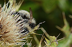 Berghummel (Bombus mesomelas) auf Alpen-Kratzdistel (Cirsium spinosissimum) (C235166) Berghummel (Bombus mesomelas) auf Alpen-Kratzdistel (Cirsium spinosissimum) (C235166)