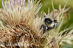 Berghummel (Bombus mesomelas) auf Alpen-Kratzdistel (Cirsium spinosissimum) (C235171) Berghummel (Bombus mesomelas) auf Alpen-Kratzdistel (Cirsium spinosissimum) (C235171)
