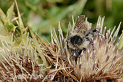 Berghummel (Bombus mesomelas) auf Alpen-Kratzdistel (Cirsium spinosissimum) (C235177) Berghummel (Bombus mesomelas) auf Alpen-Kratzdistel (Cirsium spinosissimum) (C235177)