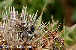 Berghummel (Bombus mesomelas) auf Alpen-Kratzdistel (Cirsium spinosissimum) (C235179) Berghummel (Bombus mesomelas) auf Alpen-Kratzdistel (Cirsium spinosissimum) (C235179)