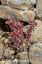 C235187: Dunkler Mauerpfeffer (Sedum atratum)