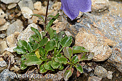 C235191: Niedliche Glockenblume (Campanula cochleariifolia)