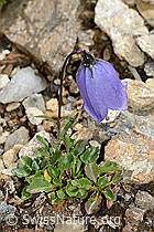 C235192: Niedliche Glockenblume (Campanula cochleariifolia)