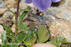C235196: Niedliche Glockenblume (Campanula cochleariifolia)