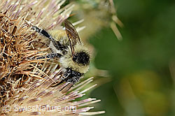 Berghummel (Bombus mesomelas) auf Alpen-Kratzdistel (Cirsium spinosissimum) (C235237) Berghummel (Bombus mesomelas) auf Alpen-Kratzdistel (Cirsium spinosissimum) (C235237)
