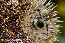Berghummel (Bombus mesomelas) auf Alpen-Kratzdistel (Cirsium spinosissimum) (C235240) Berghummel (Bombus mesomelas) auf Alpen-Kratzdistel (Cirsium spinosissimum) (C235240)