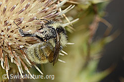 Berghummel (Bombus mesomelas) auf Alpen-Kratzdistel (Cirsium spinosissimum) (C235242) Berghummel (Bombus mesomelas) auf Alpen-Kratzdistel (Cirsium spinosissimum) (C235242)