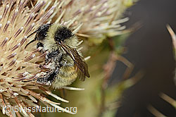 Berghummel (Bombus mesomelas) auf Alpen-Kratzdistel (Cirsium spinosissimum) (C235244) Berghummel (Bombus mesomelas) auf Alpen-Kratzdistel (Cirsium spinosissimum) (C235244)
