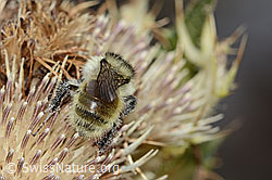Berghummel (Bombus mesomelas) auf Alpen-Kratzdistel (Cirsium spinosissimum) (C235246) Berghummel (Bombus mesomelas) auf Alpen-Kratzdistel (Cirsium spinosissimum) (C235246)