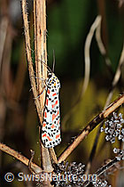 Foto: Harlekinbär (Utetheisa pulchella)