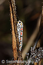 Foto: Harlekinbär (Utetheisa pulchella)