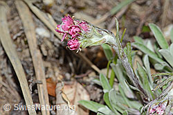 C250012: Gemeines Katzenpfötchen (Antennaria dioica)