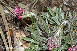 C250013: Gemeines Katzenpfötchen (Antennaria dioica)