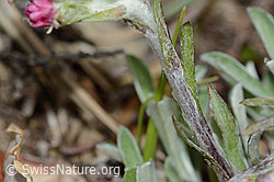 C250015: Gemeines Katzenpfötchen (Antennaria dioica)