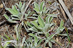 C250016: Gemeines Katzenpfötchen (Antennaria dioica)