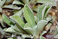 C250017: Gemeines Katzenpfötchen (Antennaria dioica)