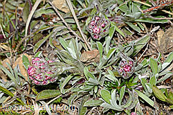 C250018: Gemeines Katzenpfötchen (Antennaria dioica)
