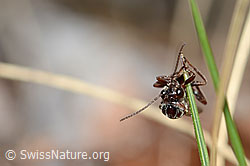 Foto: Eichenrosengallwespe (Andricus foecundatrix)