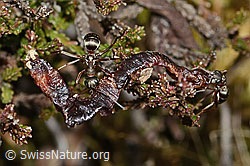 Rote Waldameise (Formica rufa) (C250119) Rote Waldameise (Formica rufa) (C250119)