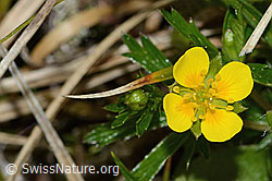 C250166: Blutwurz (Potentilla erecta)