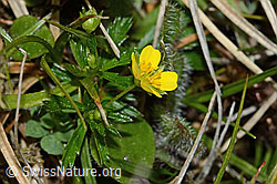 C250167: Blutwurz (Potentilla erecta)