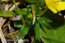 C250169: Blutwurz (Potentilla erecta)