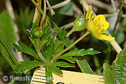 C250170: Blutwurz (Potentilla erecta)
