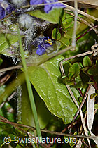 Foto: Kriechender Günsel (Ajuga reptans)