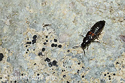 Aleochara bipustulata (Kurzflügler) (C250259) Aleochara bipustulata (Kurzflügler) (C250259)