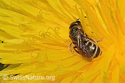 Gewöhnliche Goldfurchenbiene (Halictus tumulorum) auf Gewöhnlichem Löwenzahn (Taraxacum officinale) (C250315) Gewöhnliche Goldfurchenbiene (Halictus tumulorum) auf Gewöhnlichem Löwenzahn (Taraxacum officinale) (C250315)