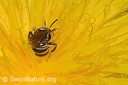 Gewöhnliche Goldfurchenbiene (Halictus tumulorum) auf Gewöhnlichem Löwenzahn (Taraxacum officinale) (C250321) Gewöhnliche Goldfurchenbiene (Halictus tumulorum) auf Gewöhnlichem Löwenzahn (Taraxacum officinale) (C250321)