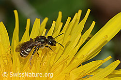 Gewöhnliche Goldfurchenbiene (Halictus tumulorum) auf Gewöhnlichem Löwenzahn (Taraxacum officinale) (05.05.2023, C250322)