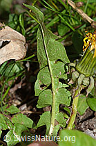 Gewöhnlicher Löwenzahn (Taraxacum officinale) (C250331) Gewöhnlicher Löwenzahn (Taraxacum officinale) (C250331)