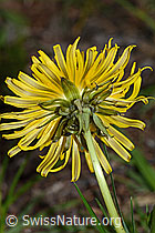 Gewöhnlicher Löwenzahn (Taraxacum officinale) (C250332) Gewöhnlicher Löwenzahn (Taraxacum officinale) (C250332)