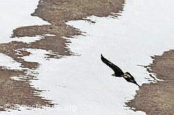 C253060: Steinadler (Aquila chrysaetos)