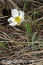 C253143: Pyrenäen-Hahnenfuss (Ranunculus kuepferi)