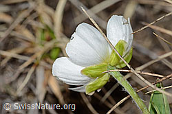 C253157: Pyrenäen-Hahnenfuss (Ranunculus kuepferi)