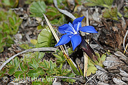 C253182: Schleichers Enzian (Gentiana schleicheri)