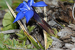 C253183: Schleichers Enzian (Gentiana schleicheri)