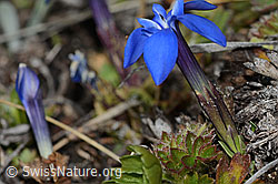 C253185: Schleichers Enzian (Gentiana schleicheri)