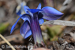 C253187: Schleichers Enzian (Gentiana schleicheri)